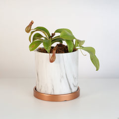Tropical Pitcher Plant Nepenthes Alata Carnivorous