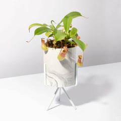 Tropical Pitcher Plant Nepenthes Alata Carnivorous