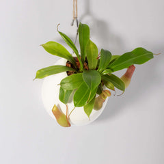 Tropical Pitcher Plant Nepenthes Alata Carnivorous