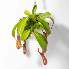 Tropical Pitcher Plant Nepenthes Alata Carnivorous