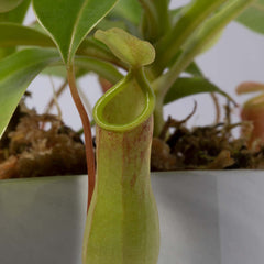 Tropical Pitcher Plant Nepenthes Alata Carnivorous