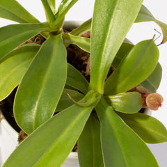 Tropical Pitcher Plant Nepenthes Alata Carnivorous