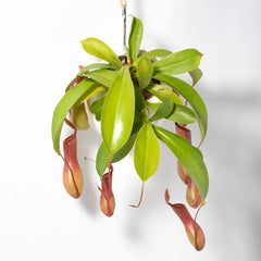 Tropical Pitcher Plant Nepenthes Alata Carnivorous