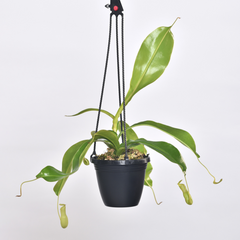 Tropical Pitcher Plant Nepenthes Alata Carnivorous