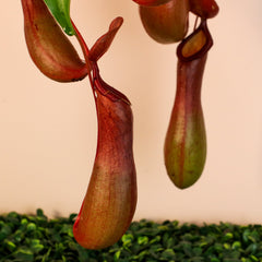 Tropical Pitcher Plant Nepenthes Alata Carnivorous