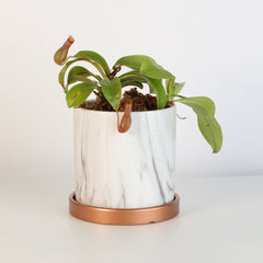 Tropical Pitcher Plant Nepenthes Alata Carnivorous