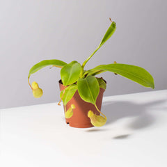 Tropical Pitcher Plant Nepenthes Alata Carnivorous
