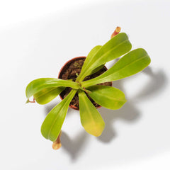 Tropical Pitcher Plant Nepenthes Alata Carnivorous