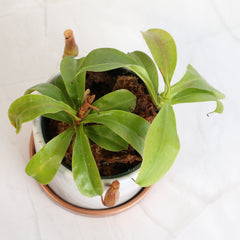 Tropical Pitcher Plant Nepenthes Alata Carnivorous