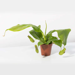 Tropical Pitcher Plant Nepenthes Gaya Carnivorous