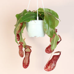 Tropical Pitcher Plant Nepenthes Gaya Carnivorous