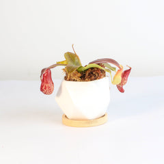 Tropical Pitcher Plant Nepenthes Gaya Carnivorous