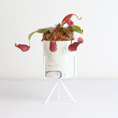 Tropical Pitcher Plant Nepenthes Gaya Carnivorous
