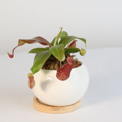 Tropical Pitcher Plant Nepenthes Gaya Carnivorous