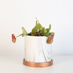 Tropical Pitcher Plant Nepenthes Gaya Carnivorous