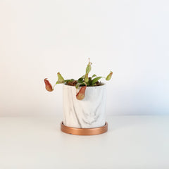 Tropical Pitcher Plant Nepenthes Gaya Carnivorous