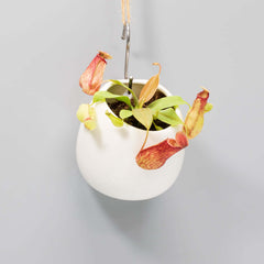 Tropical Pitcher Plant Nepenthes Gaya Carnivorous