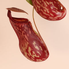Tropical Pitcher Plant Nepenthes Gaya Carnivorous