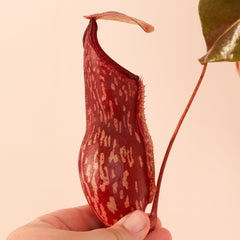 Tropical Pitcher Plant Nepenthes Gaya Carnivorous