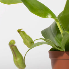 Tropical Pitcher Plant Nepenthes Gaya Carnivorous