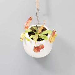 Tropical Pitcher Plant Nepenthes Gaya Carnivorous