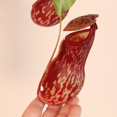 Tropical Pitcher Plant Nepenthes Gaya Carnivorous