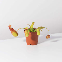 Tropical Pitcher Plant Nepenthes Gaya Carnivorous