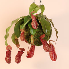 Tropical Pitcher Plant Nepenthes Gaya Carnivorous