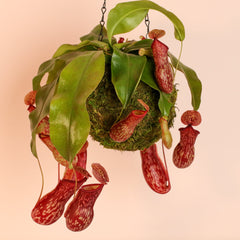 Tropical Pitcher Plant Nepenthes Gaya Carnivorous