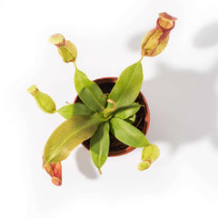 Tropical Pitcher Plant Nepenthes Gaya Carnivorous