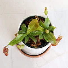 Tropical Pitcher Plant Nepenthes Gaya Carnivorous