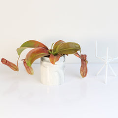 Tropical Pitcher Plant Nepenthes Miranda Carnivorous
