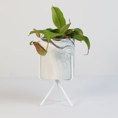 Tropical Pitcher Plant Nepenthes Miranda Carnivorous