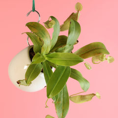 Nepenthes Sanguinea Carnivorous Pitcher Plant