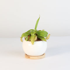 Nepenthes Sanguinea Carnivorous Pitcher Plant