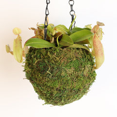 Nepenthes Sanguinea Carnivorous Pitcher Plant