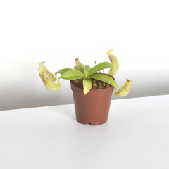 Nepenthes Sanguinea Carnivorous Pitcher Plant