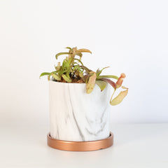 Nepenthes Sanguinea Carnivorous Pitcher Plant