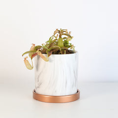 Nepenthes Sanguinea Carnivorous Pitcher Plant