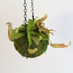 Nepenthes Sanguinea Carnivorous Pitcher Plant