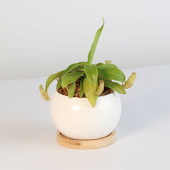 Nepenthes Sanguinea Carnivorous Pitcher Plant