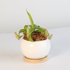Nepenthes Sanguinea Carnivorous Pitcher Plant
