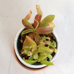 Nepenthes Sanguinea Carnivorous Pitcher Plant