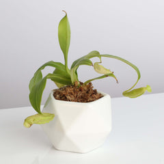 Nepenthes Sanguinea Carnivorous Pitcher Plant