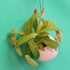 Carnival Plant Bundle Carnivorous