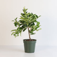 Barbados Cherry Tree