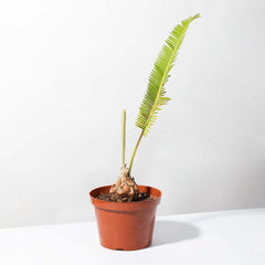 Dioon Mexican Fern Rare Palm