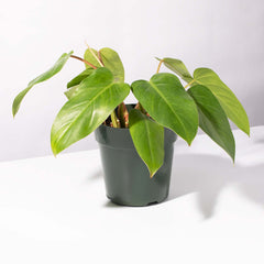 Philodendron 'Painted Lady'