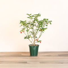 Sweety Drop Pepper Pimenta Biquinho Little Beak Pepper Plant