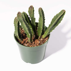 Stapelia Gigantea Zulu Giant Starfish Succulent